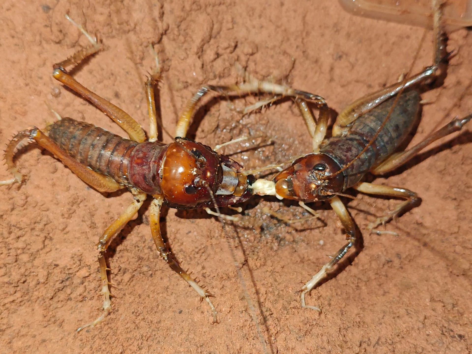 土狗夫妇友好分享大肥虫
