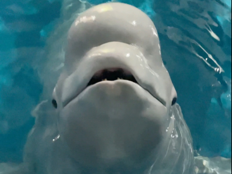 小黑这一天心眼真多