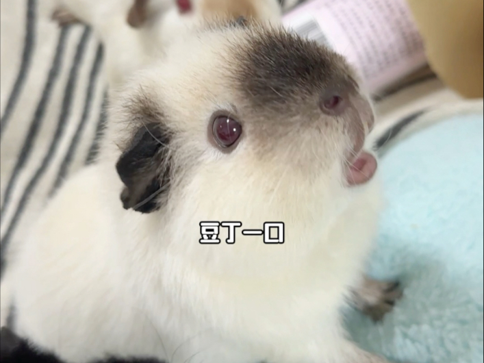 挑战不说话让荷兰猪主动来找我