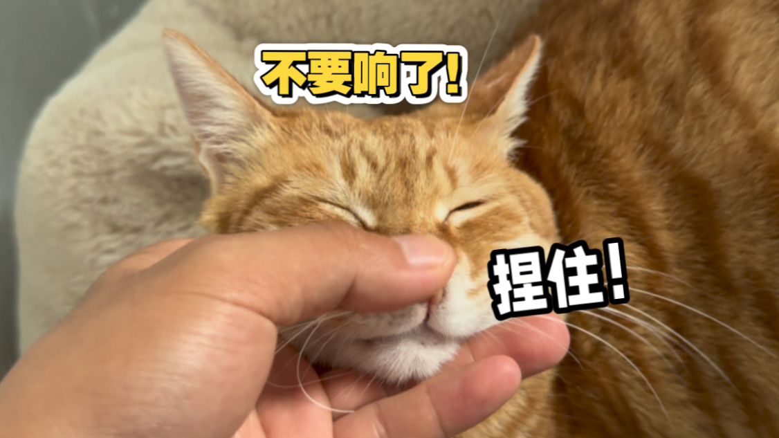 为什么我的猫一直响！【野生的菌终于生到了麻村，有奶牛猫激情献