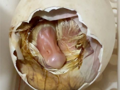 小鹅破壳。铁锅的亲生孩子，闪亮登场。