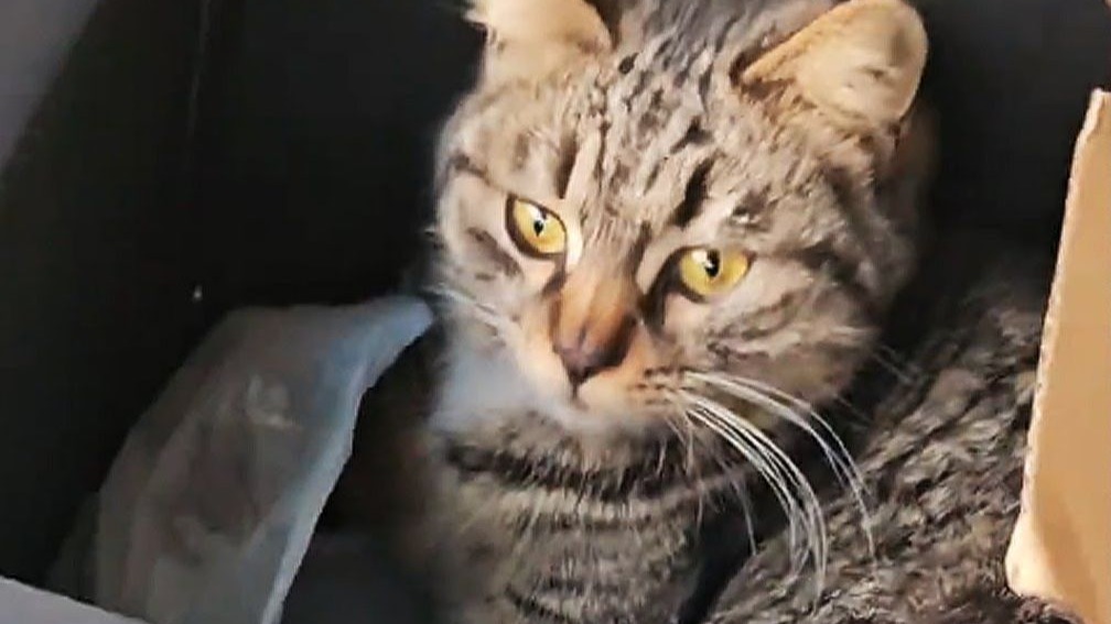 我从野狗嘴里救下一只怀孕的猫