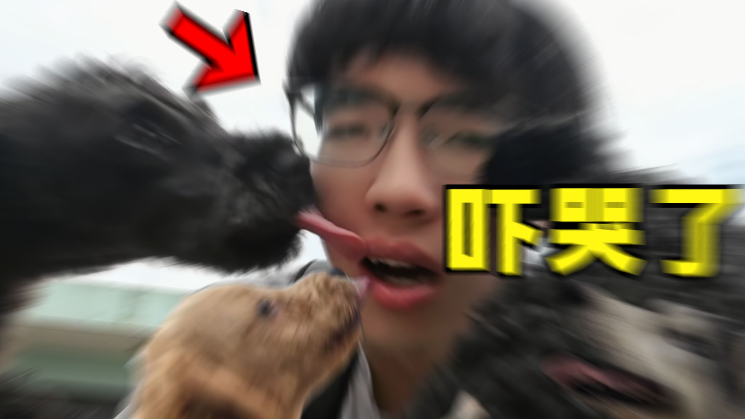 被1000条流浪狗追是什么体验？！