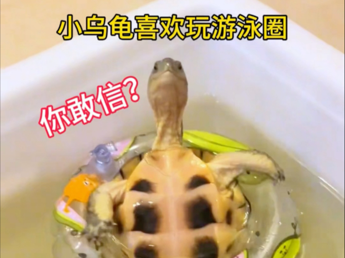 小乌龟真的喜欢玩游泳圈么，实测