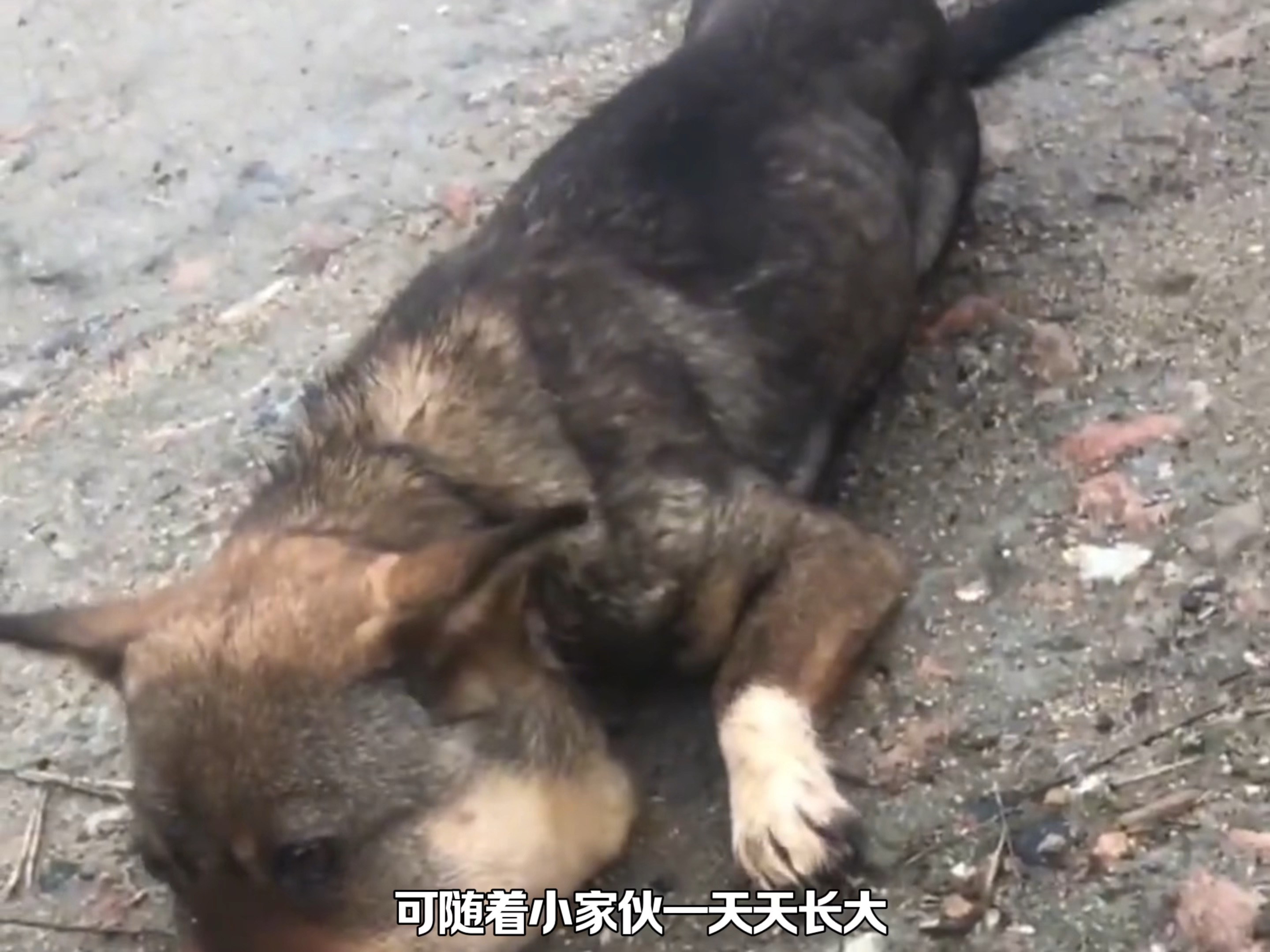 蜜蜂小狗的故事，或许这就是互联网真正的意义吧