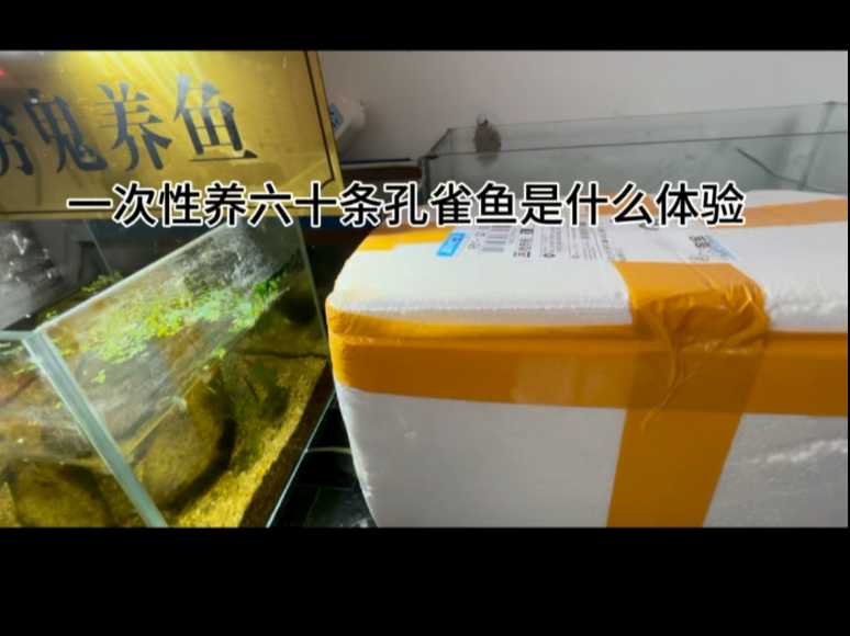 超多孔雀鱼来袭……