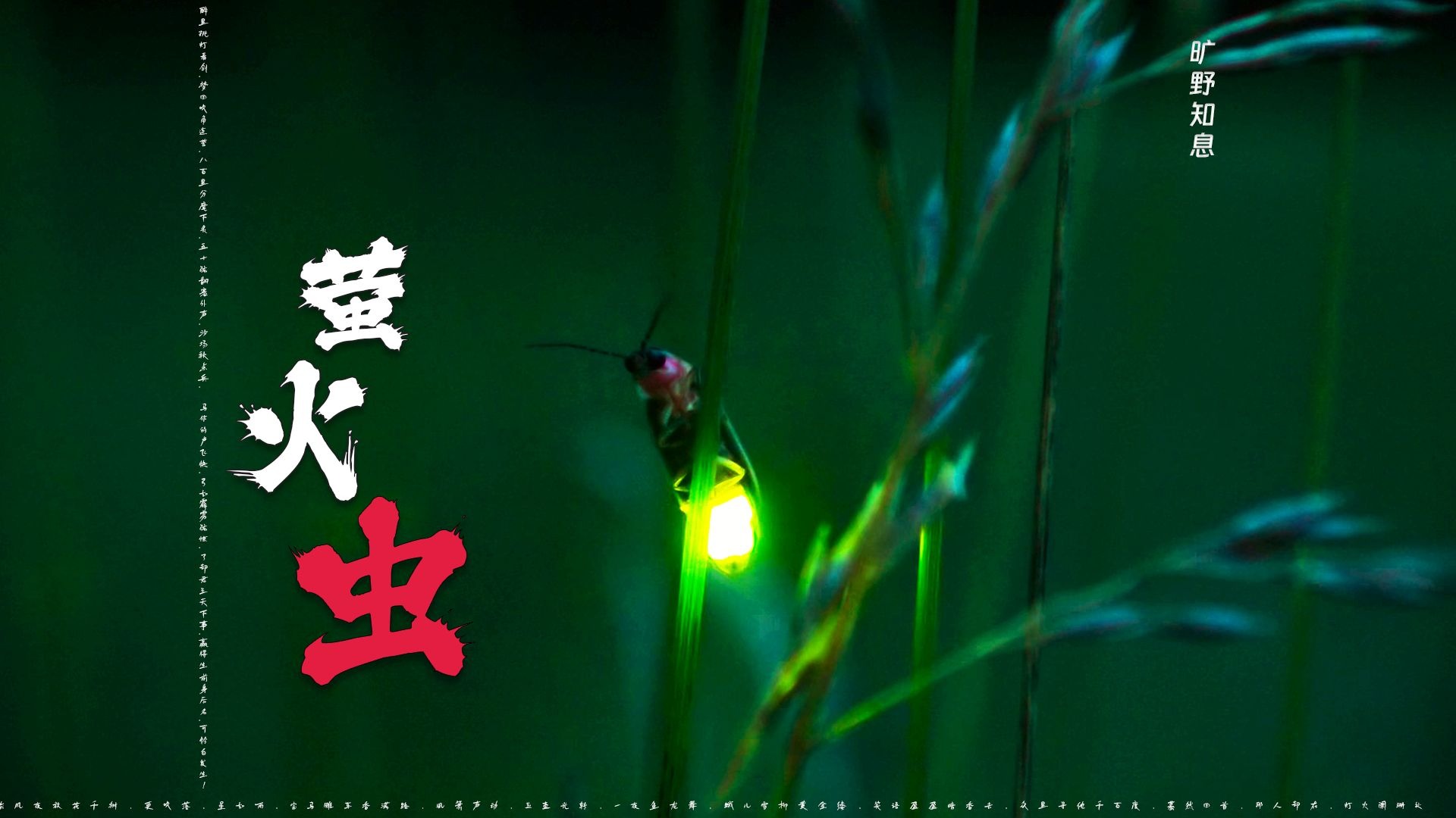 《萤火虫：你的一次呼吸便掠过我半生微芒》
