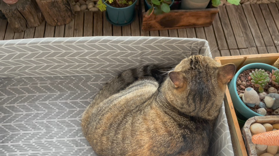 前一秒还连后脑勺都很端庄～