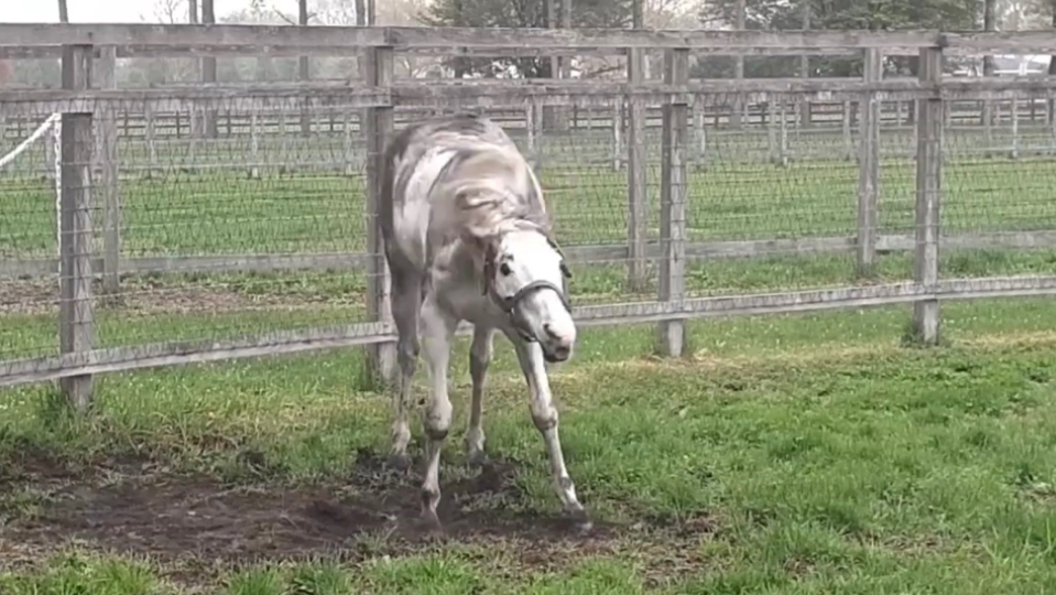 大红养猪场男明星黄金船 1-5共5P (2024/05/06)