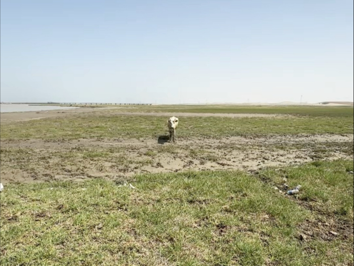 好久不见姐妹花牛牛