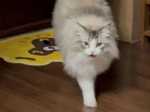 我粘猪猪可受不得这般委屈