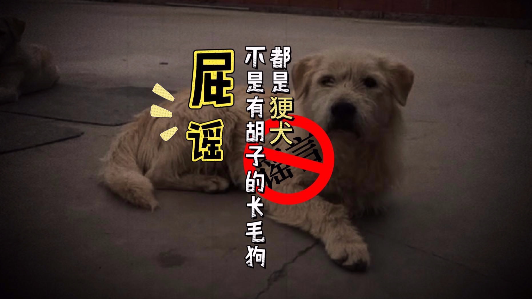 啊…… 屁谣！不是所有“长胡子”的长毛狗都是㹴犬……