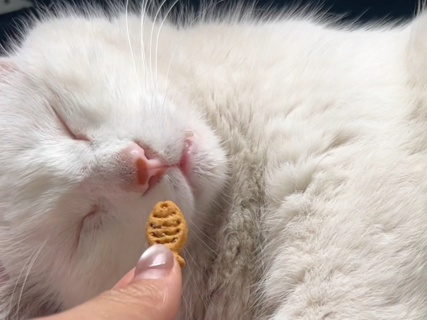 如何叫醒一只真睡的猫