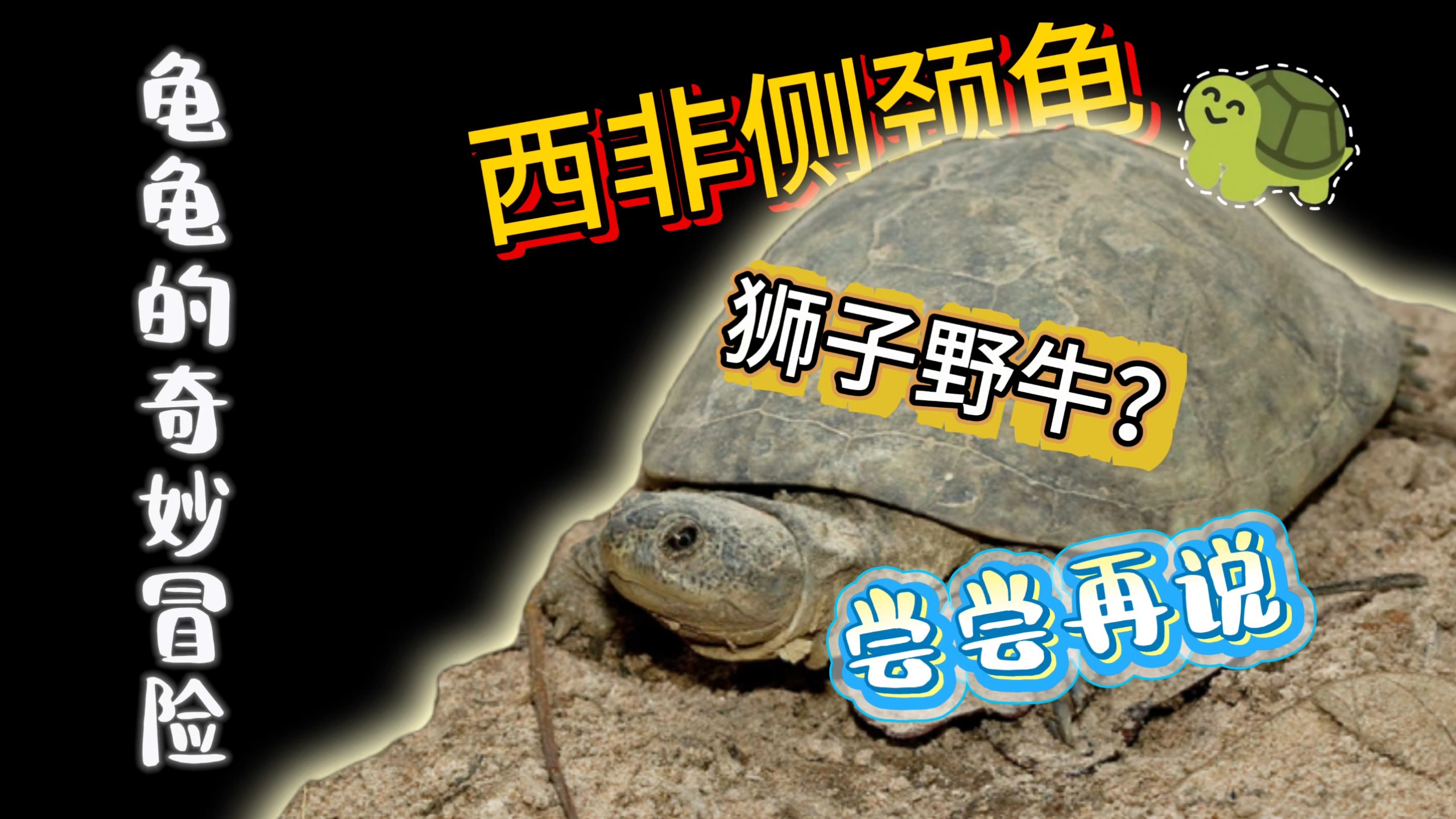 西非侧颈龟，最喜欢的一种龟