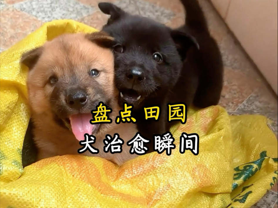 老祖宗留下来的“中华田园犬”。