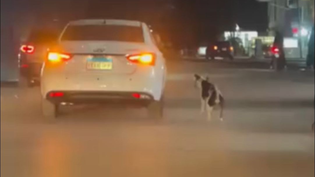 狗狗被车拖行，大叔愤怒拦下车主！