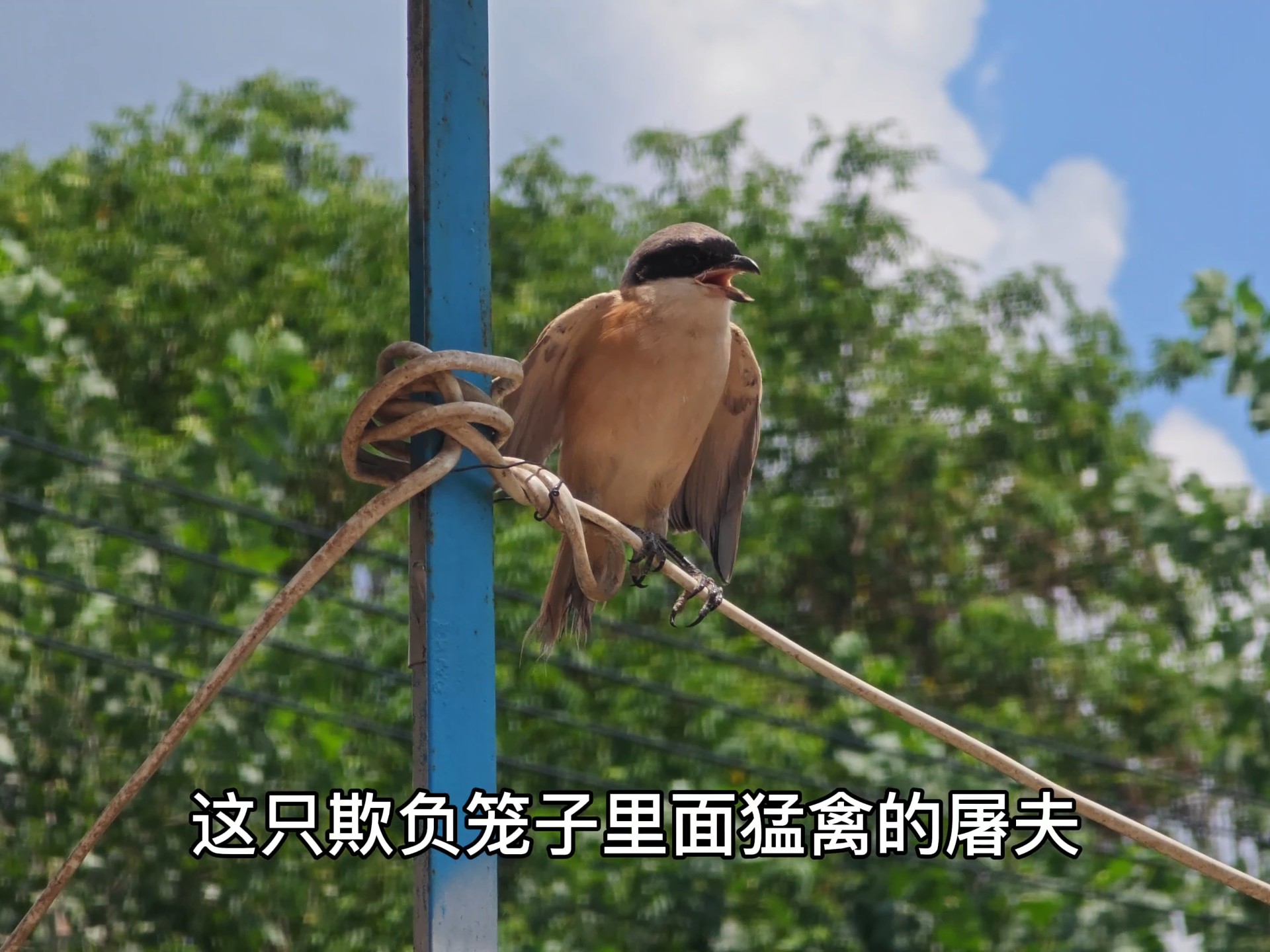 屠夫鸟被放生的松雀鹰盯上了，欺负笼子里的猛禽算啥本事，怂了吧