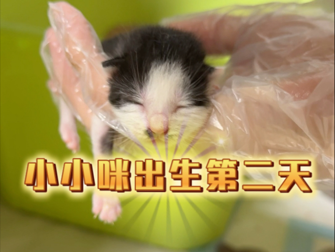 今天是小小咪出生的第二天