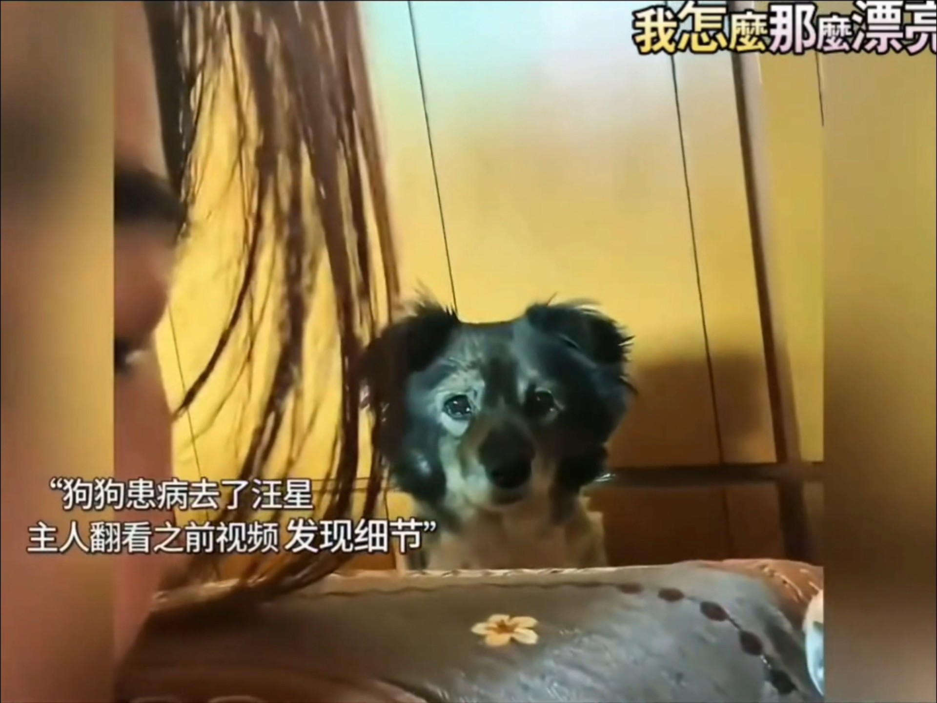 “忠爱无言！狗狗的爱永远是真诚且热烈的”