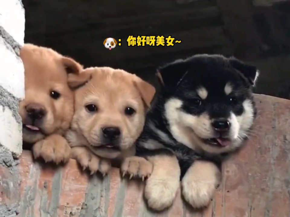 盘点田园犬的治愈瞬间，小土狗真是太可爱了！