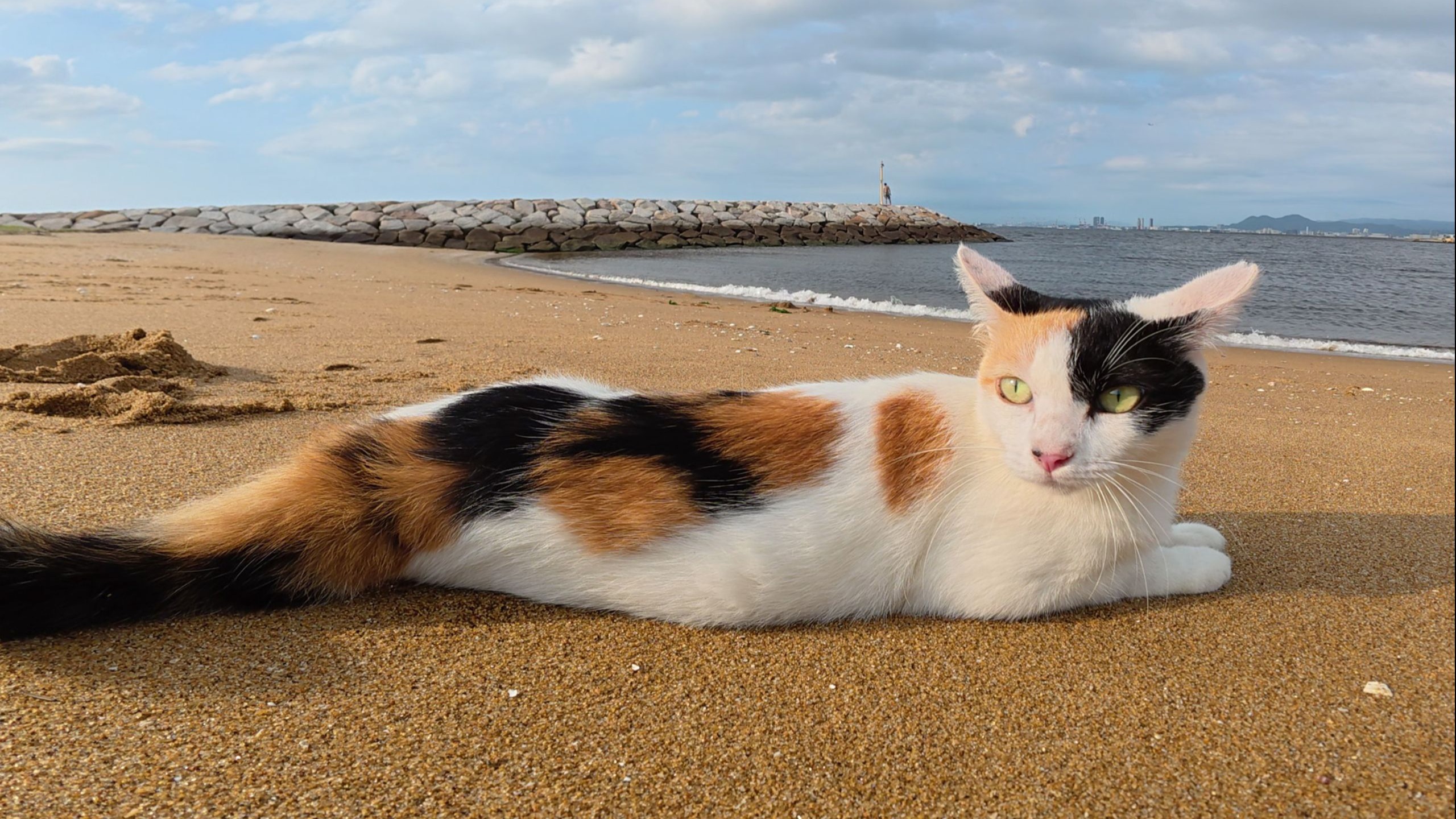 一只三色猫在享受了一次狩猎后走向大海