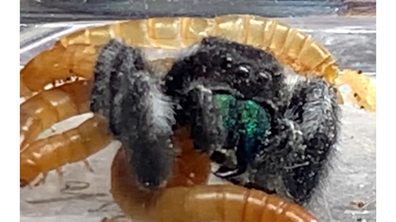 小公被面包虫吃了