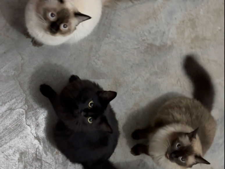 猫儿好吵闹，黑一半的是他俩的妈妈