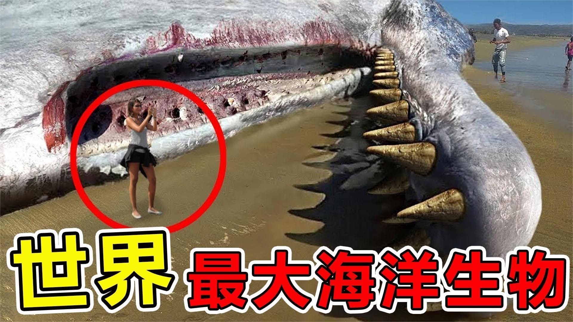 世界上“最庞大”的海洋生物