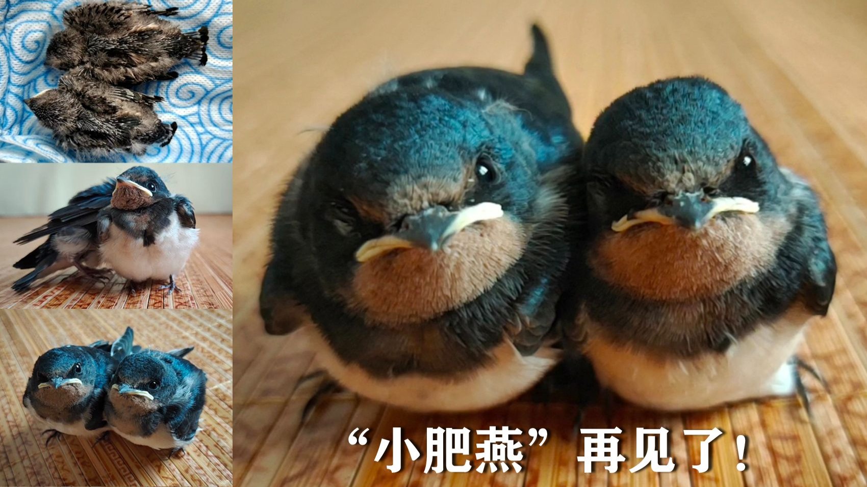 救的小肥燕已经成功合燕群南飞了，希望它们南飞一路平平安安，再