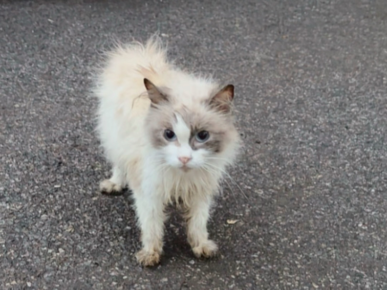 因为生病，它从宠物猫变成了流浪猫…