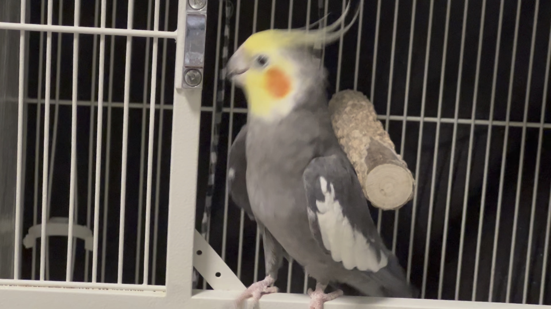 开心的小鸟，真的会让人忘记烦恼