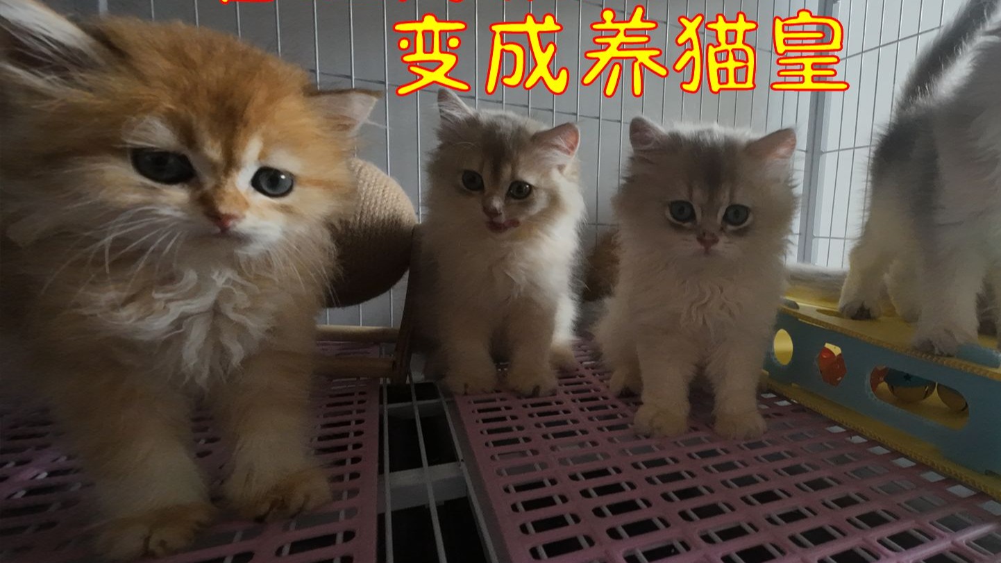 【猫皇成长记】曾经的猫皇变成现在养猫皇！带你们看看我可爱的