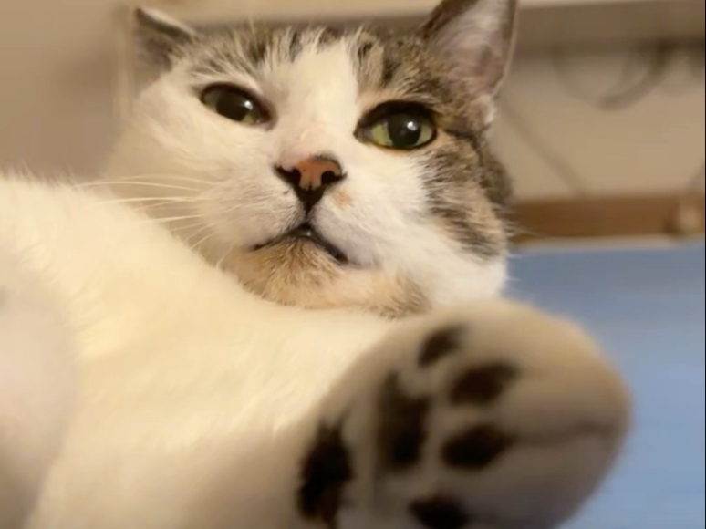 这就是哈哈哈哈基米吗