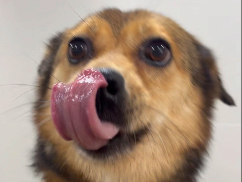 今天是香香小狗