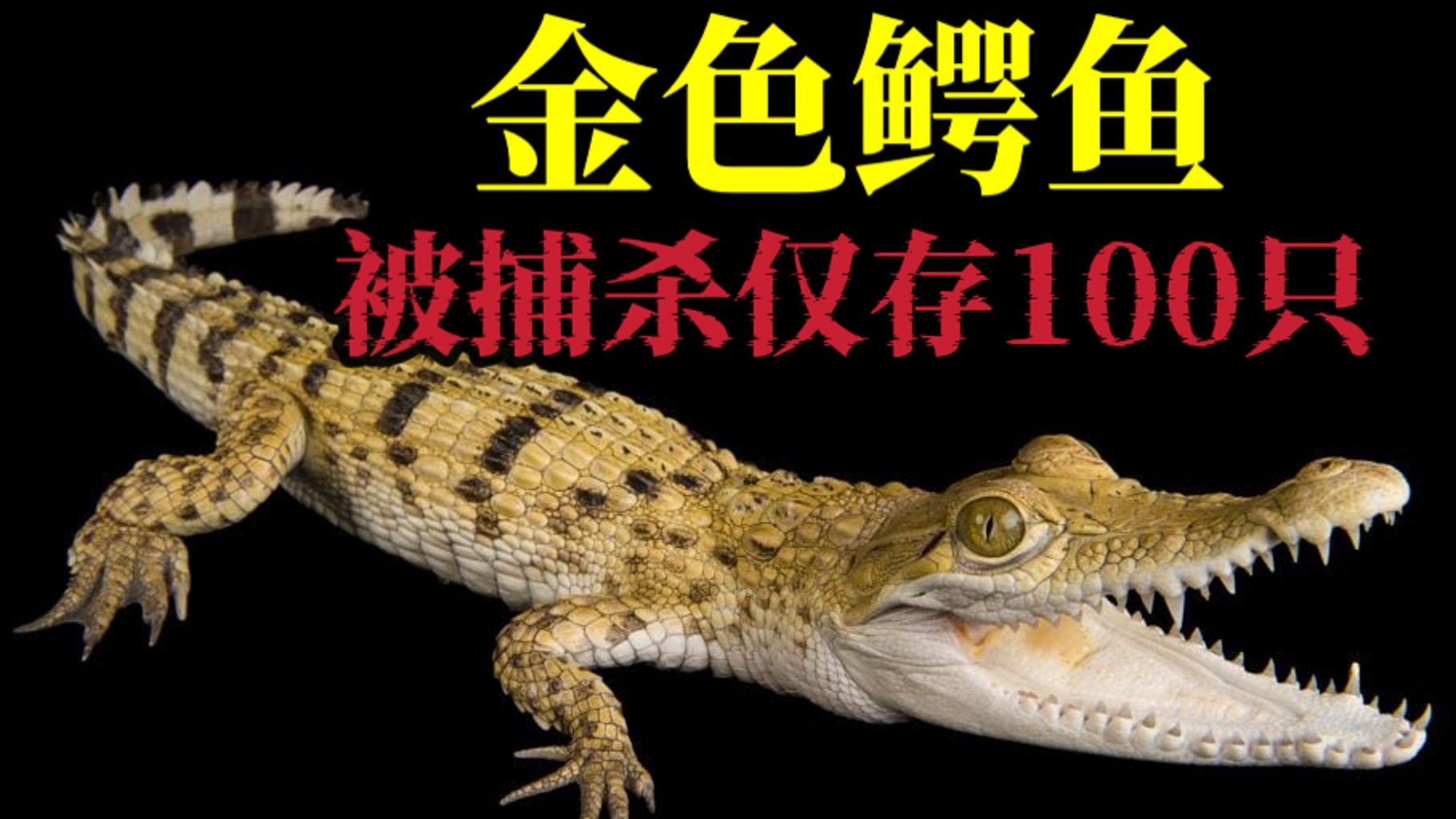 珍稀金色鳄鱼被疯狂捕杀到仅存100只，理由仅仅是偏见和迁怒而