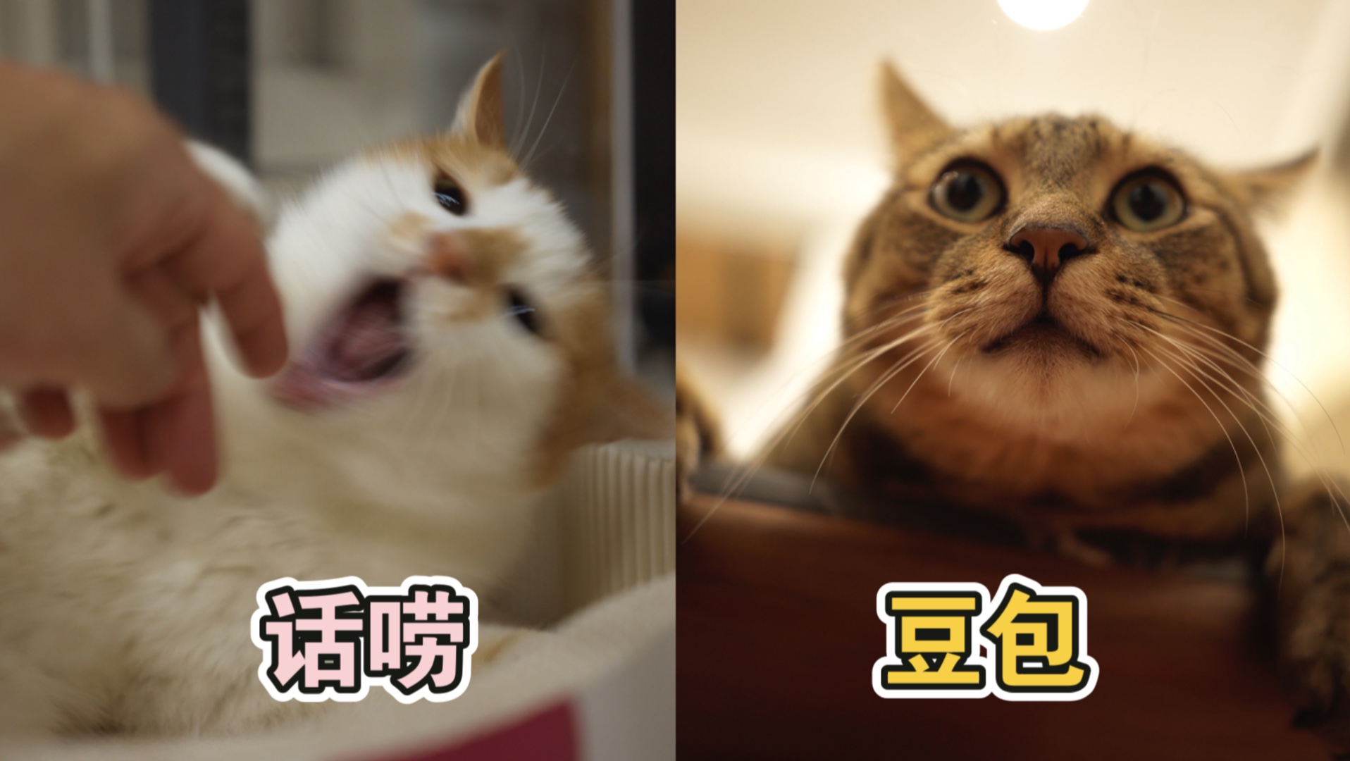 “话唠”与“豆包”家中最有个性的小猫咪特辑