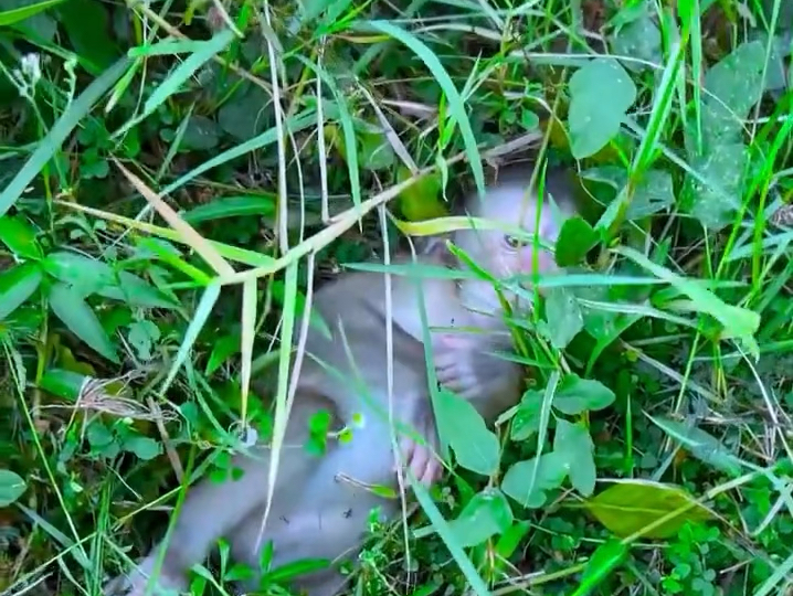 安卓猴宝有点卡顿。