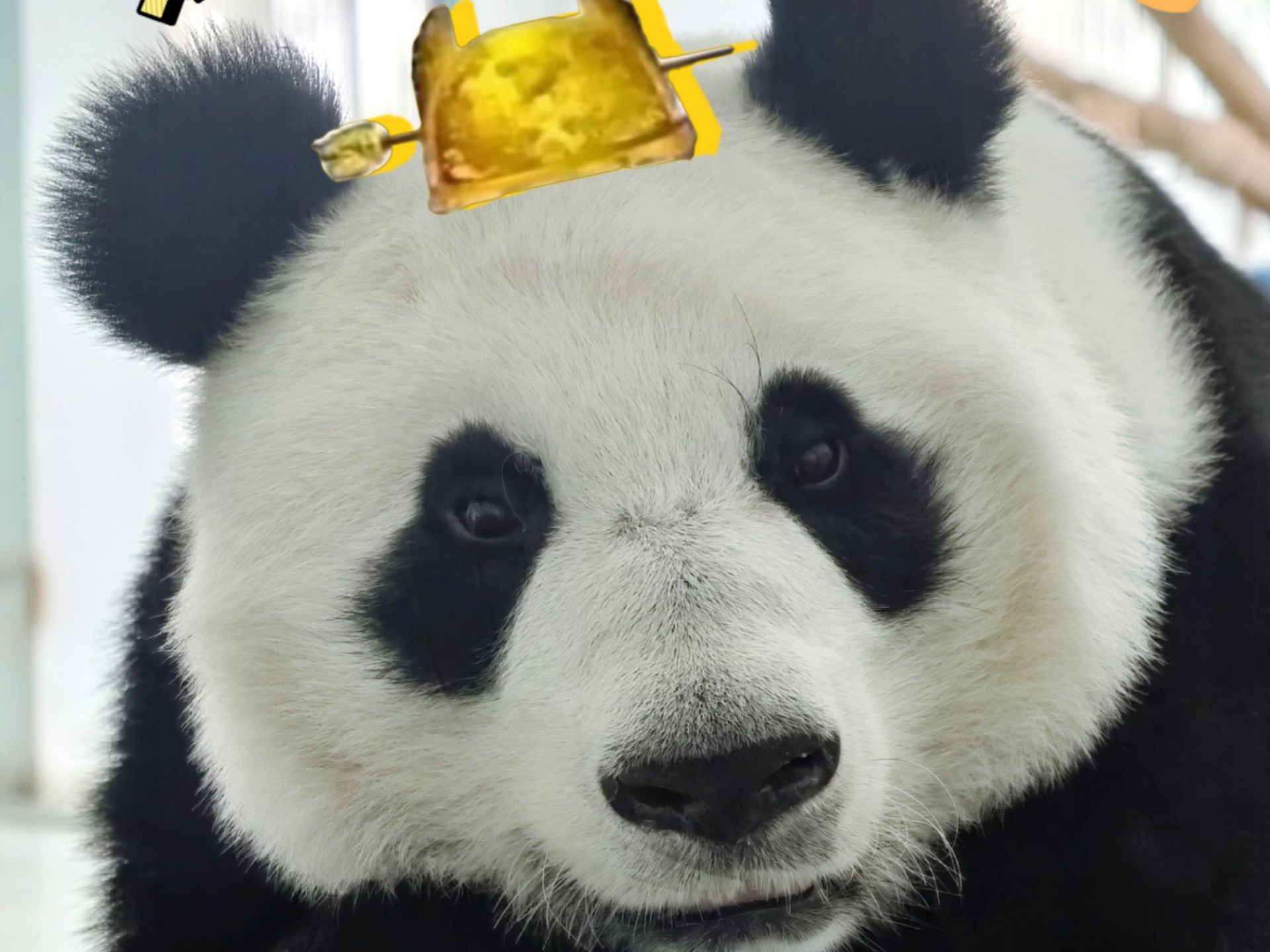 《出熊表·宽王本纪》祝震生倩宝生日快乐！