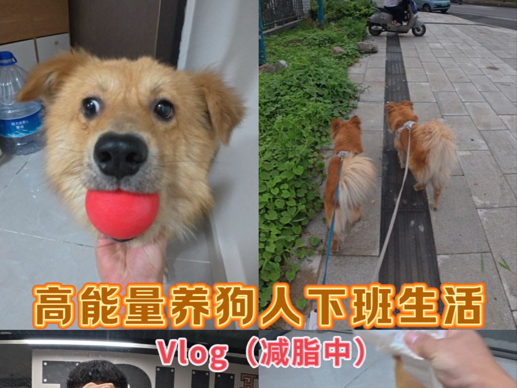 原来这就是捡狗后的生活！