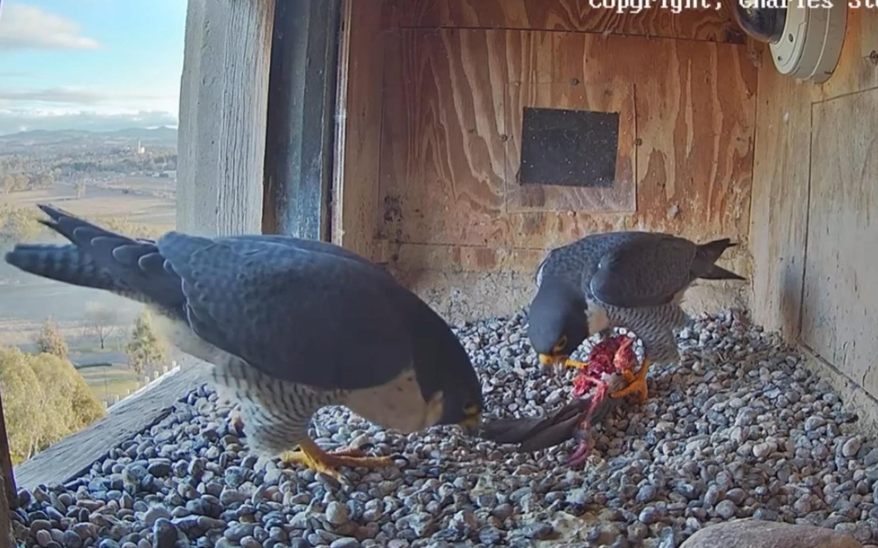 出色的泽带了咕并拎着剩咕夫妻对拜 250809