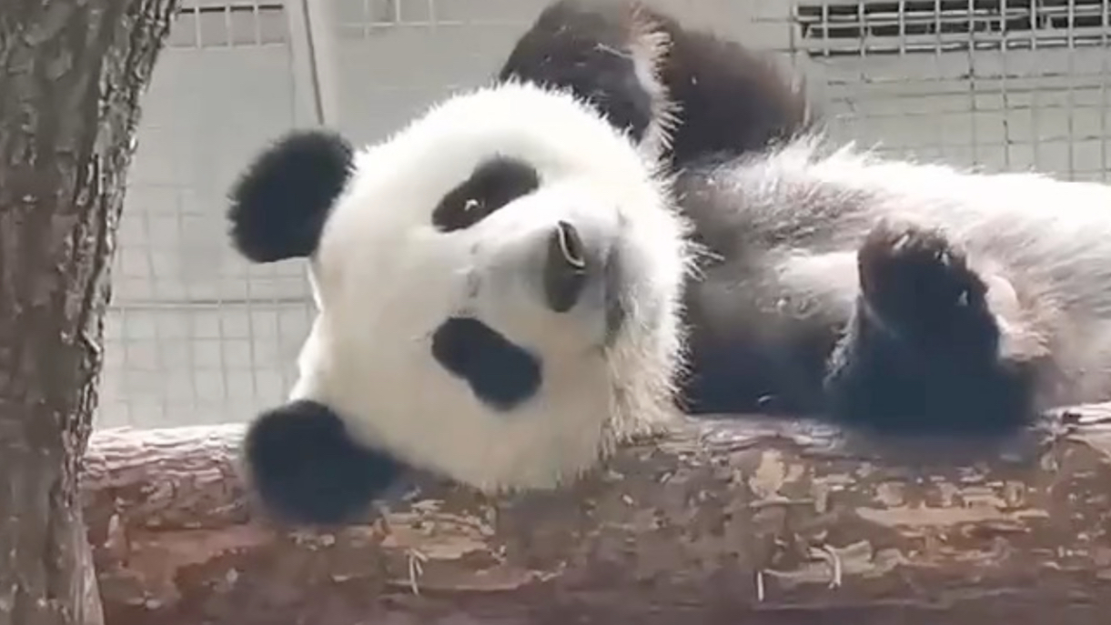 拐棍女王痛失棍棍