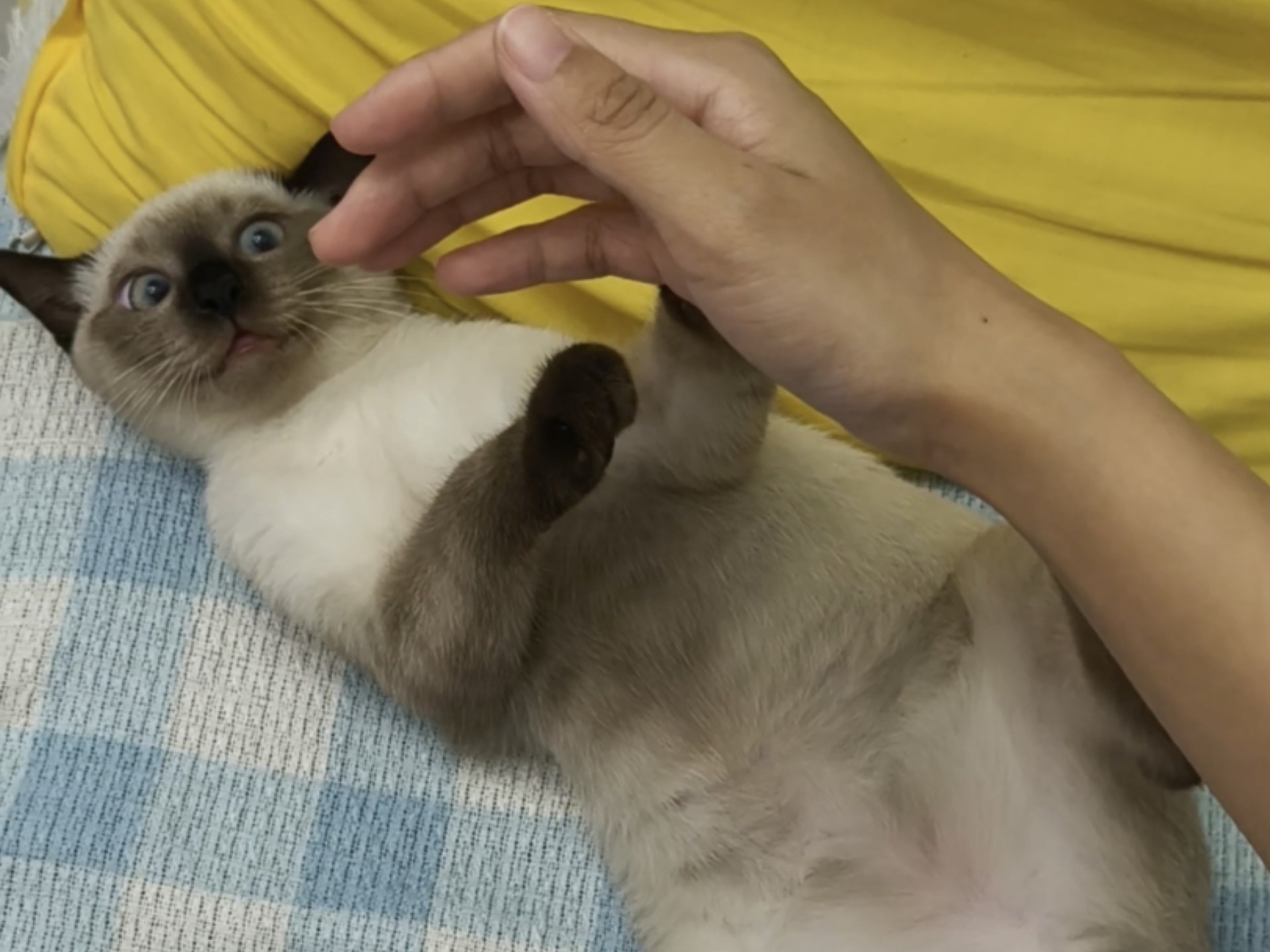 撸个猫