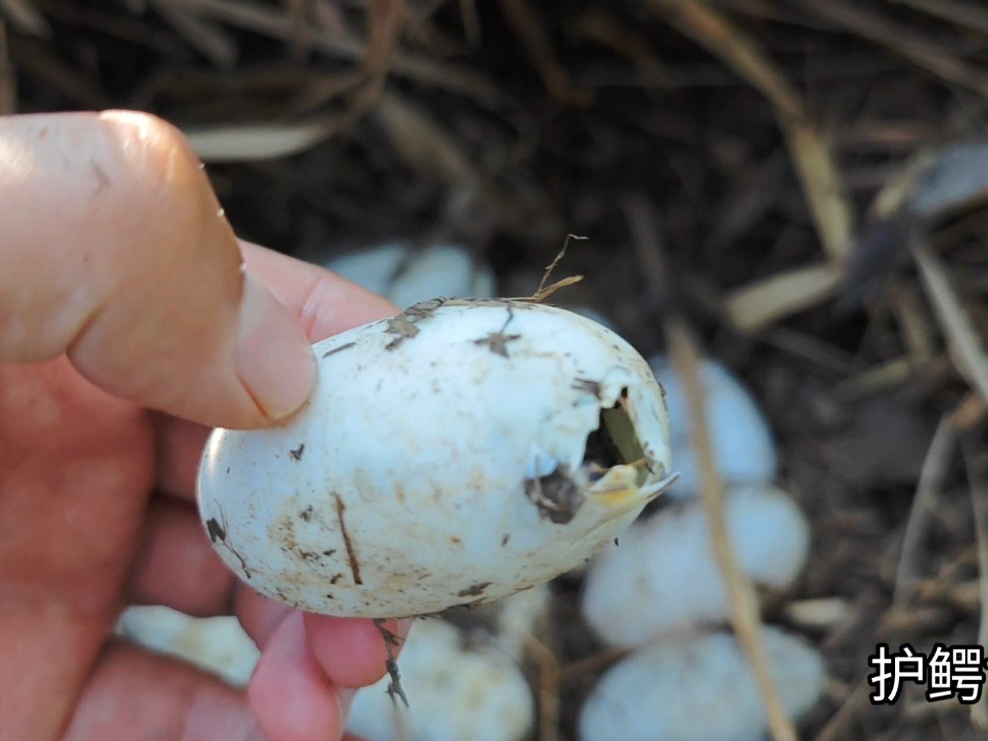 今年的老大出壳了，护巢侠日常。——野生扬子鳄张龙守护者 护