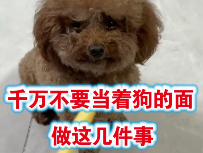 千万不要当着狗狗的面做这几件事