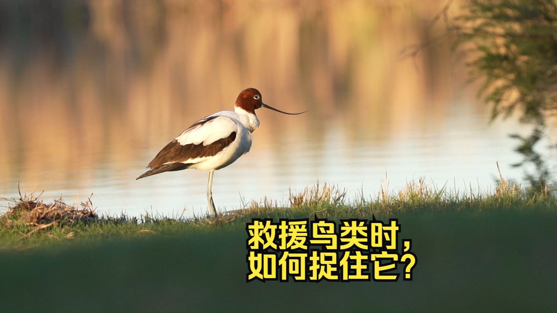 鸟类救援第一步：如何捉住一只鸟？