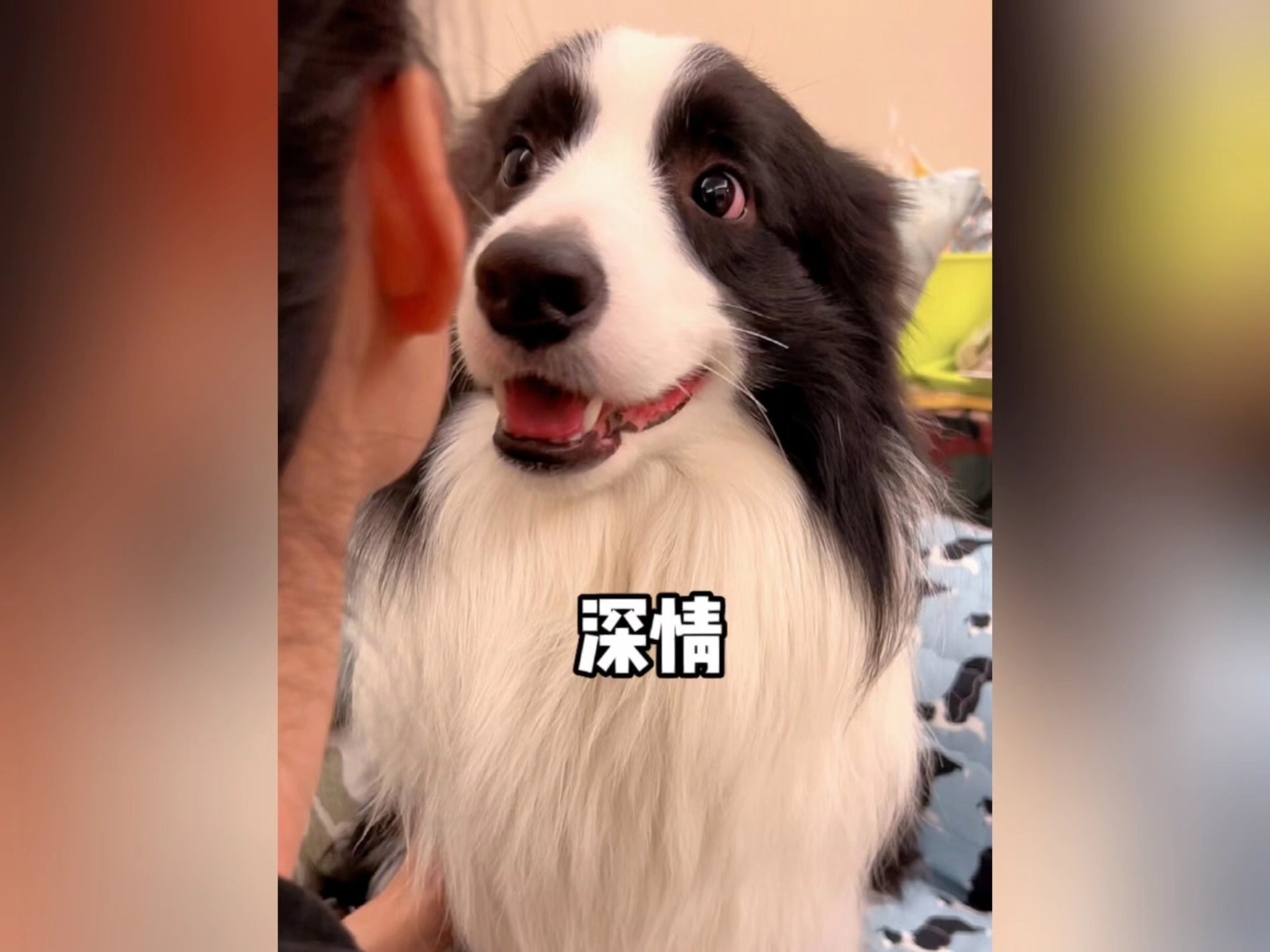 你知道你家狗狗有多爱你吗？
