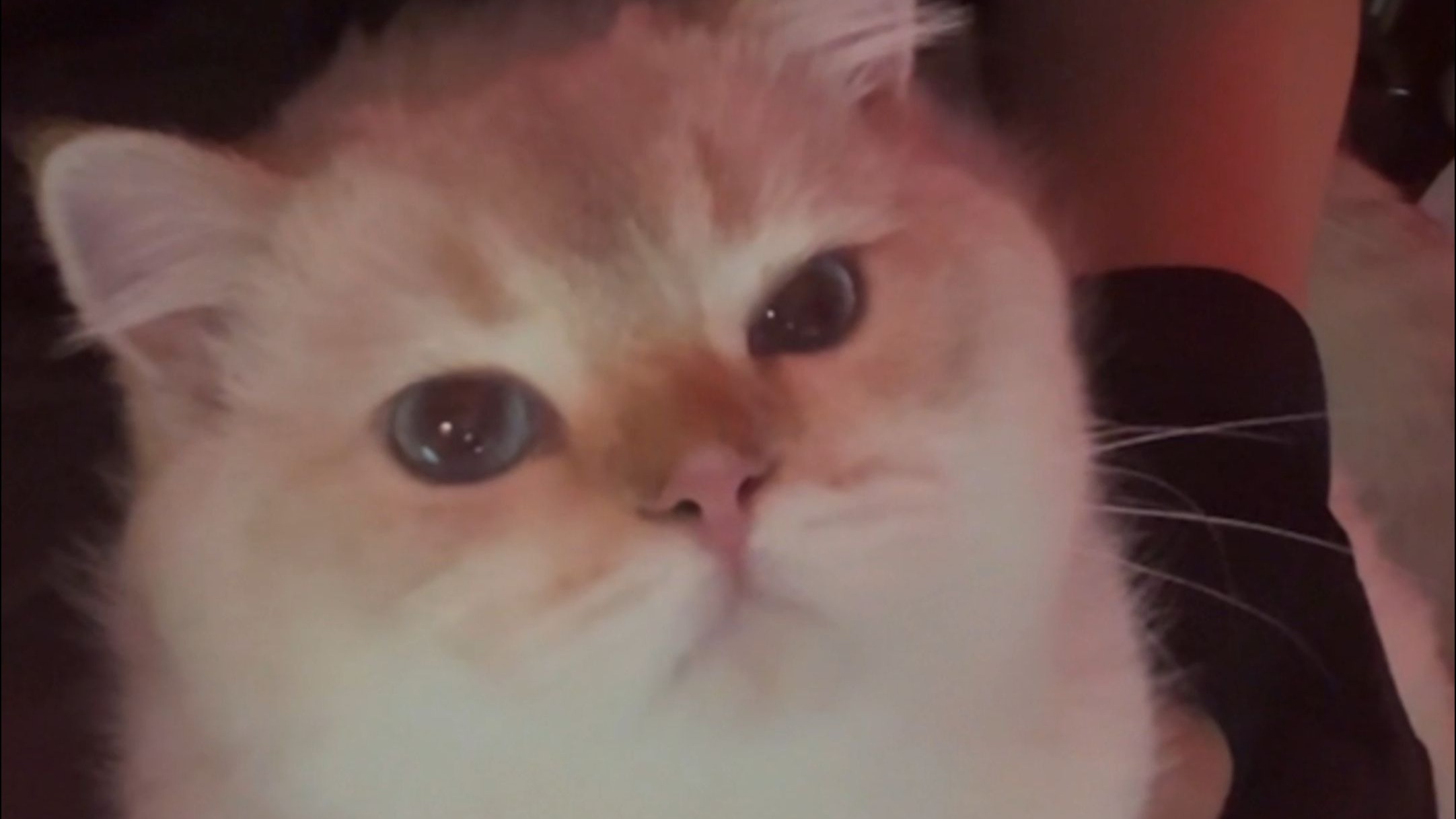 是的，我们有一只小猫~（Keegan：你到底最爱谁）