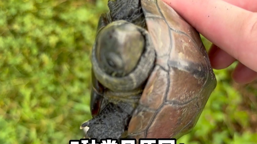 小草龟要乖乖听话吃饭哦