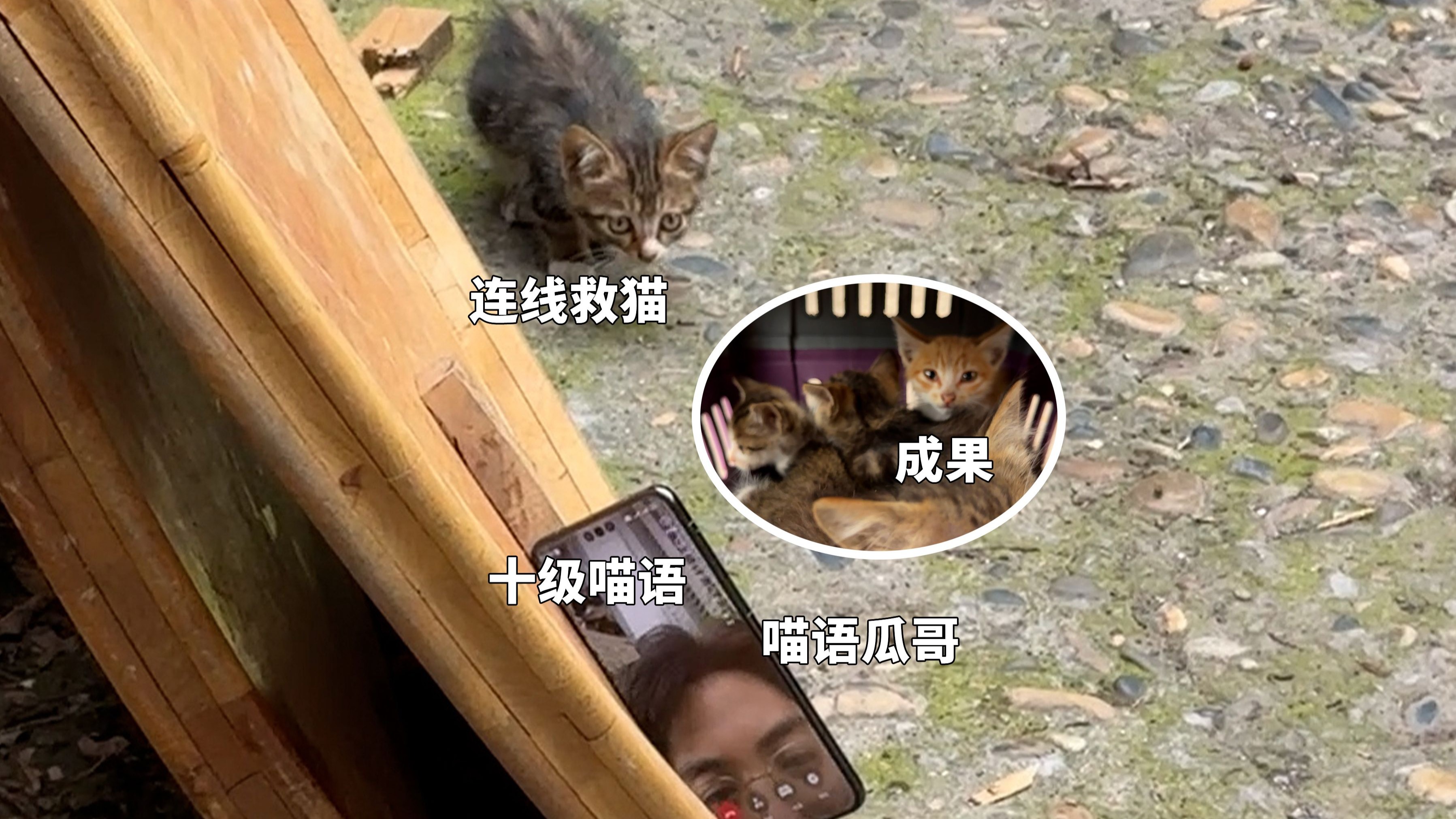 这次被一群小哈基米难住了！在线找了个帮手，瓜哥-喵语十级！