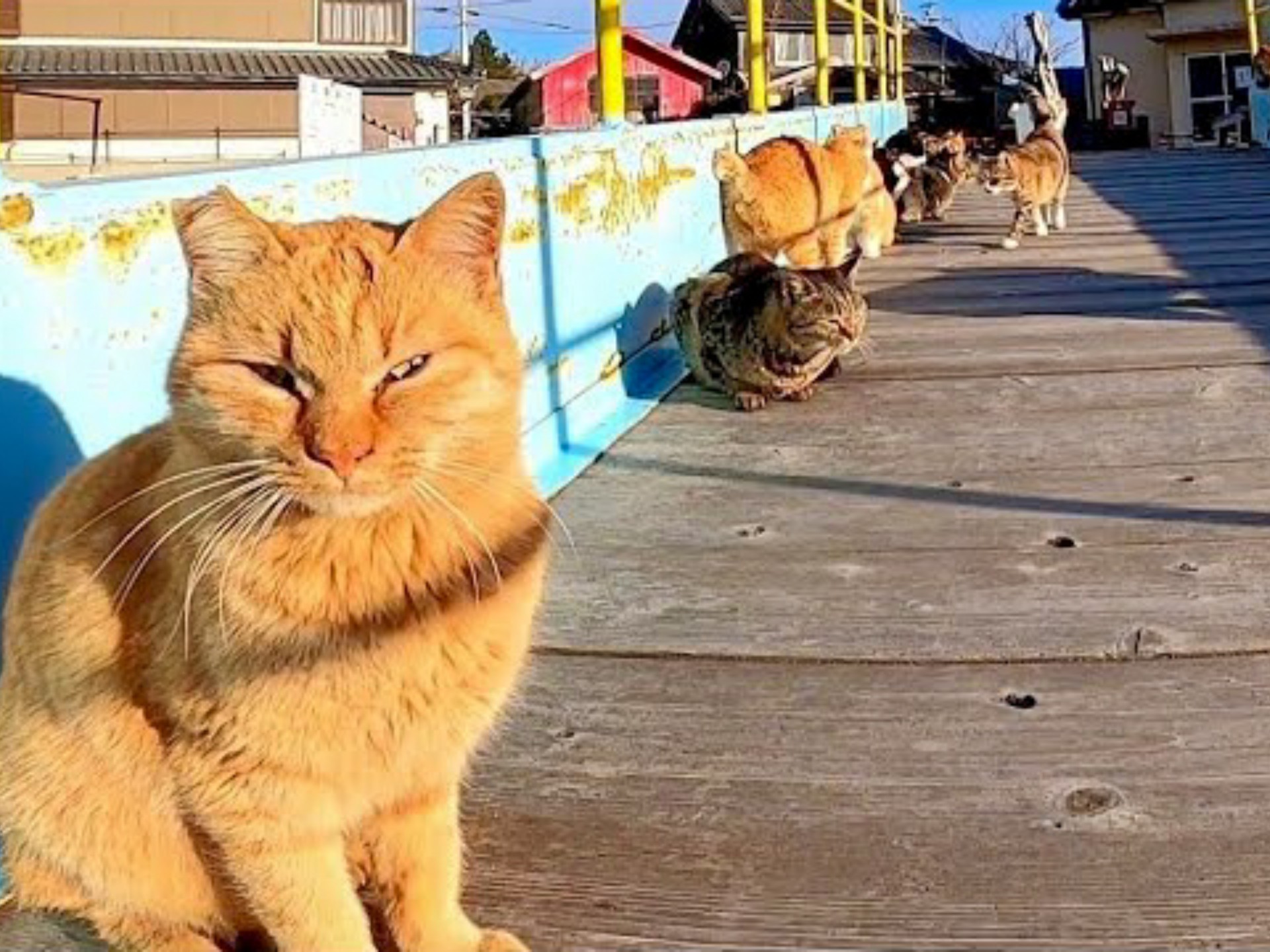 【猫岛早晨】刚拿着猫粮走过去，就被几十只猫团团围住！幸福感爆